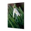 Textile Wall Decoration SET A2 White Flower Snowdrop - 2
