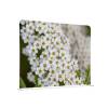 Textile Room Divider 200-150 Double White Flower Spirea - 0